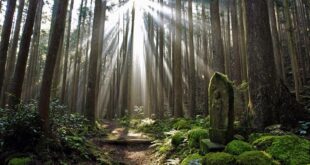 Mystische Wälder entlang des Kumano Kodo Pilgerweges