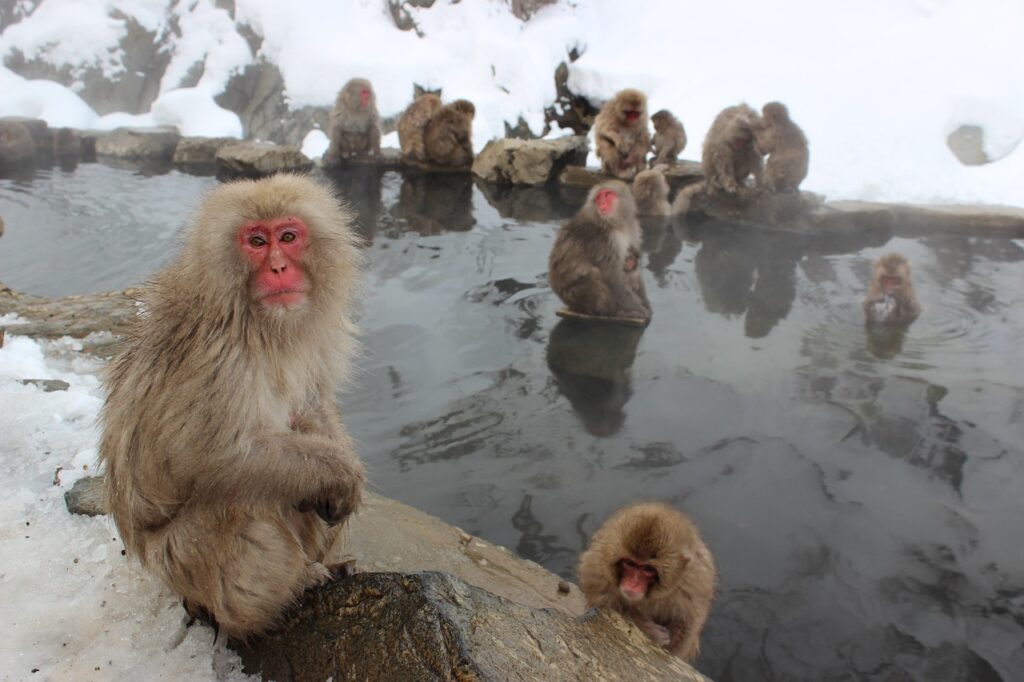 Die Schneeaffen im Jigokudani Affenpark wärmen sich in den heißen Quellen auf