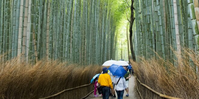 Arashiyama - Bambushain