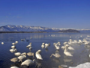 Singschwäne am winterlichen Kussharo-See auf Hokkaido