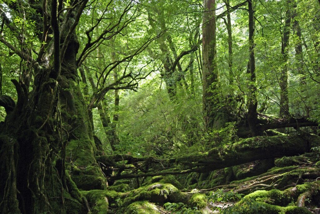 Mystischer Zedern-Urwald auf der Insel Yakushima (UNESCO)