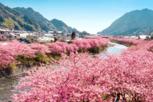 Kirschblüte am Fluss Kawazu