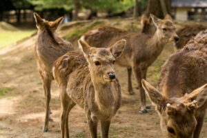 Hirsche im Nara Park