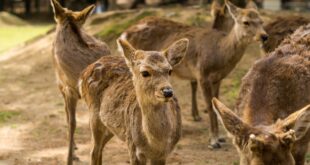Hirsche im Nara Park