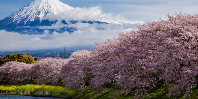Kirschblüte vor Mt. Fuji
