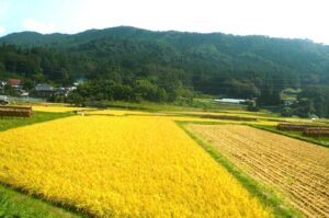 Reisfelder rund um die ehemalige Grundschule "Sansankan" in Minamisanriku
