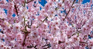 Kirschblüte Japan