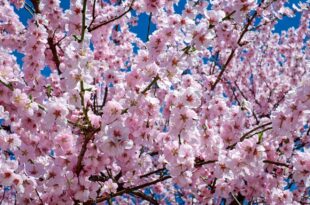 Kirschblüte Japan